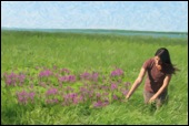 purple_loosestrife