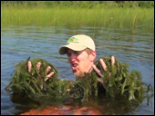 watermilfoil